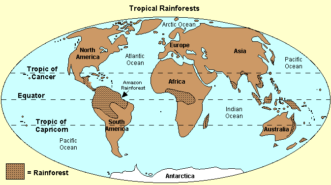 Rainforest Map